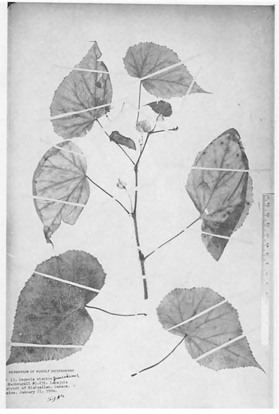 B. viscida